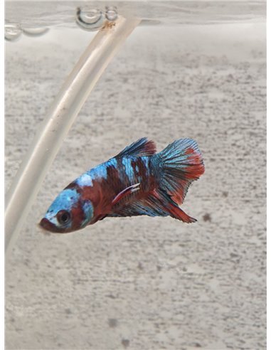 Betta macho Plakat Media Luna Galaxy