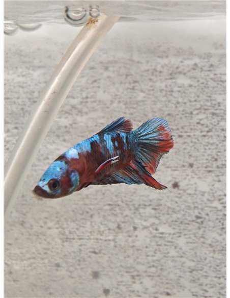 Betta macho Plakat Media Luna Galaxy