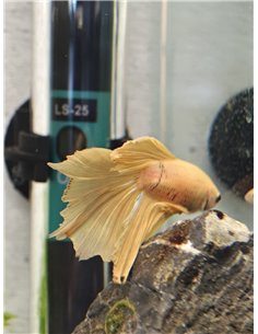 Betta macho halfmoon amarillo