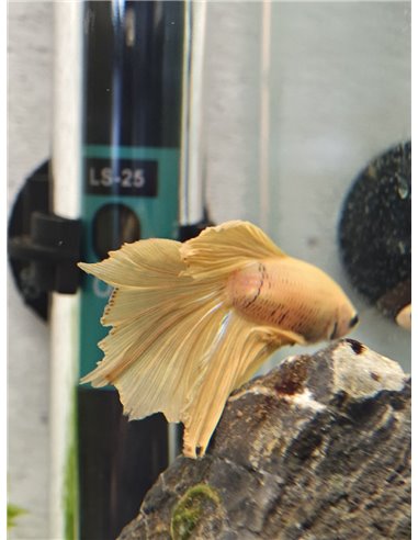 Betta macho halfmoon amarillo