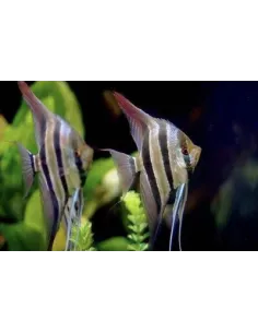 Escalar Altum Peru 3-4cm 2