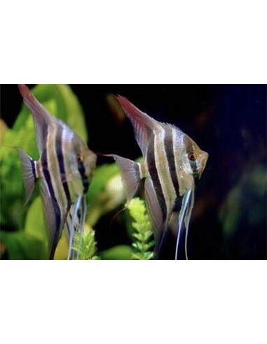 Escalar Altum Peru 3-4cm