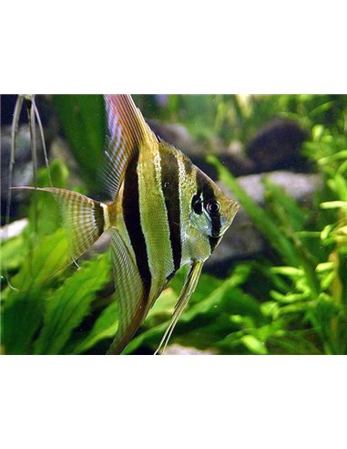 Escalar Altum Peru 3-4cm