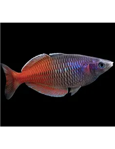 Pez Arcoíris de Boeseman rojo (Melanotaenia boesemani)