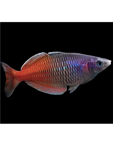 Pez Arcoíris de Boeseman rojo (Melanotaenia boesemani)
