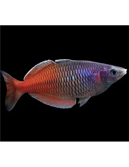 Pez Arcoíris de Boeseman rojo (Melanotaenia boesemani)
