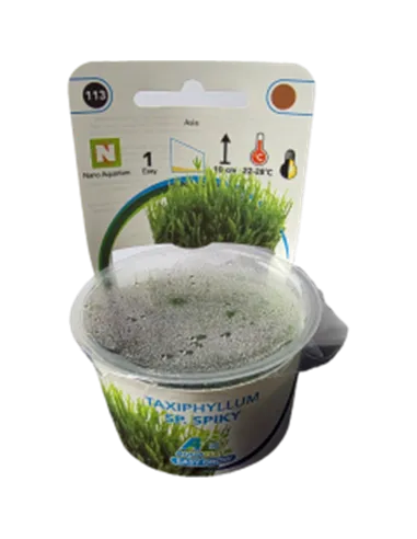 Taxiphyllum 'Spiky'