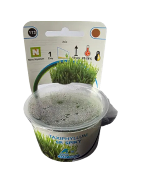 Taxiphyllum 'Spiky'