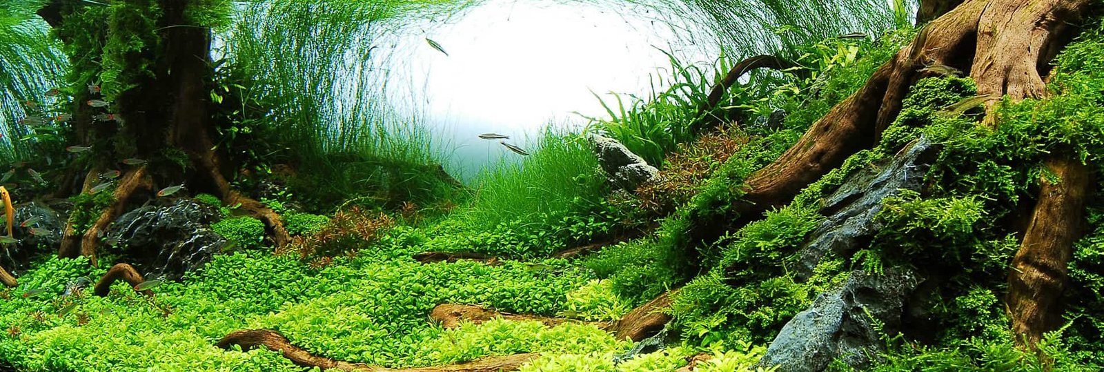 ecosistema acuario