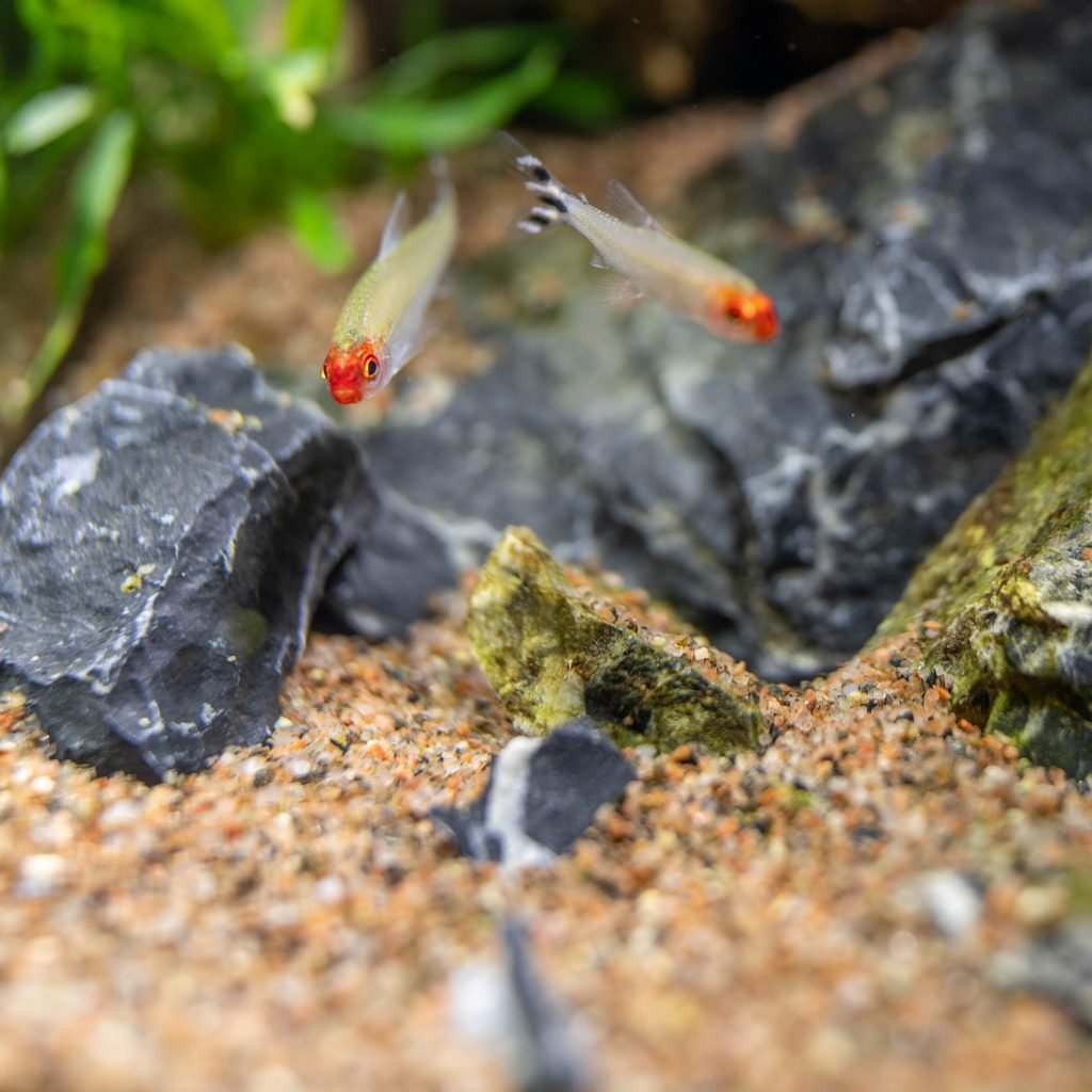 Aclimatación peces