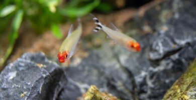 Aclimatación de peces en en casa