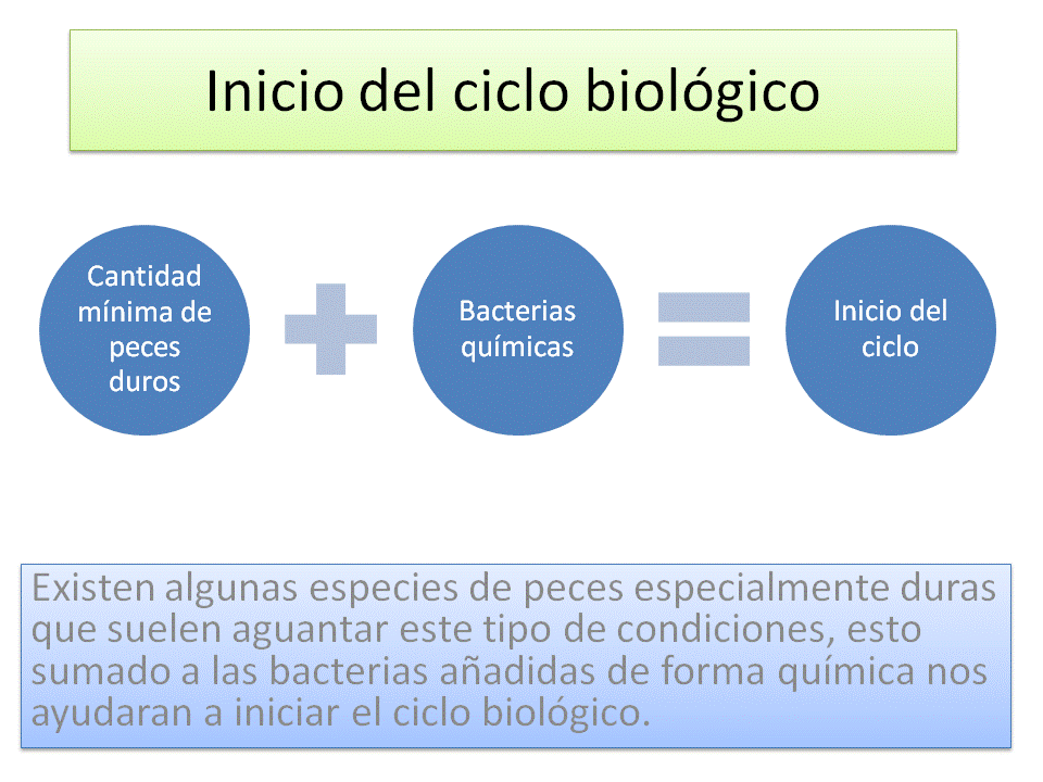 El ciclo biológico en los acuarios