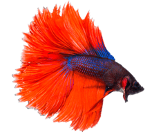 betta