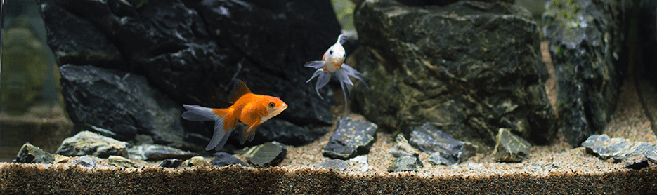 Iniciarse con un acuario