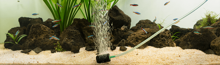 La aireación en acuarios 4 beneficios