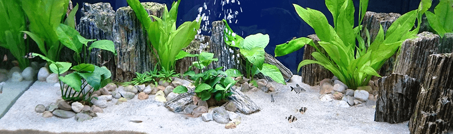 ¿Como hacer el ciclado con peces en 3 semanas?