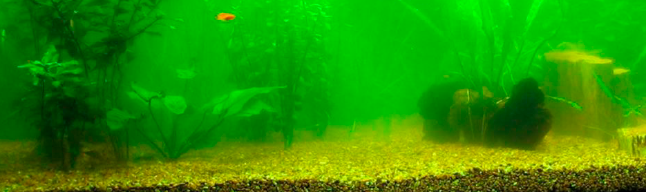 11 Tipos de algas de acuario