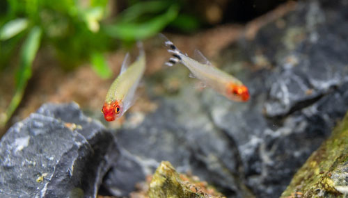 Aclimatación de peces en casa