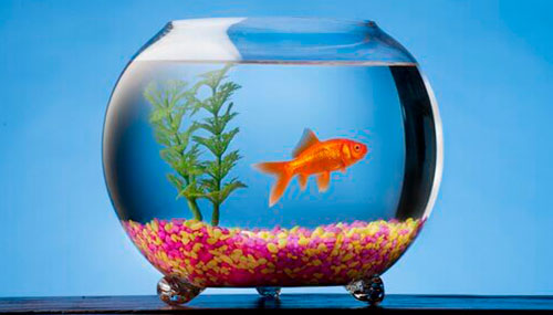 Comprar tu primera pecera