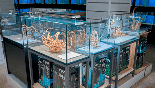 ¿Empezar con peces de agua fría o tropicales?